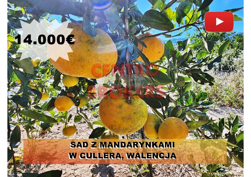 Sad z mandarynkami w Cullera, Walencja